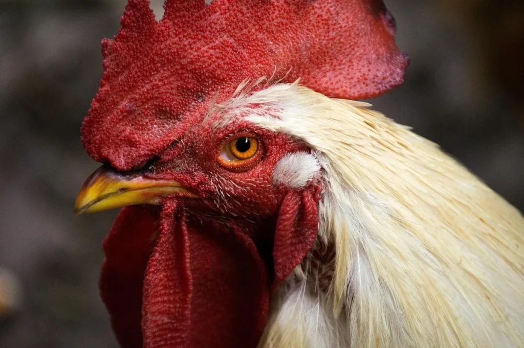 Enclos de poules en journée avec perchoir et jouet à picorer