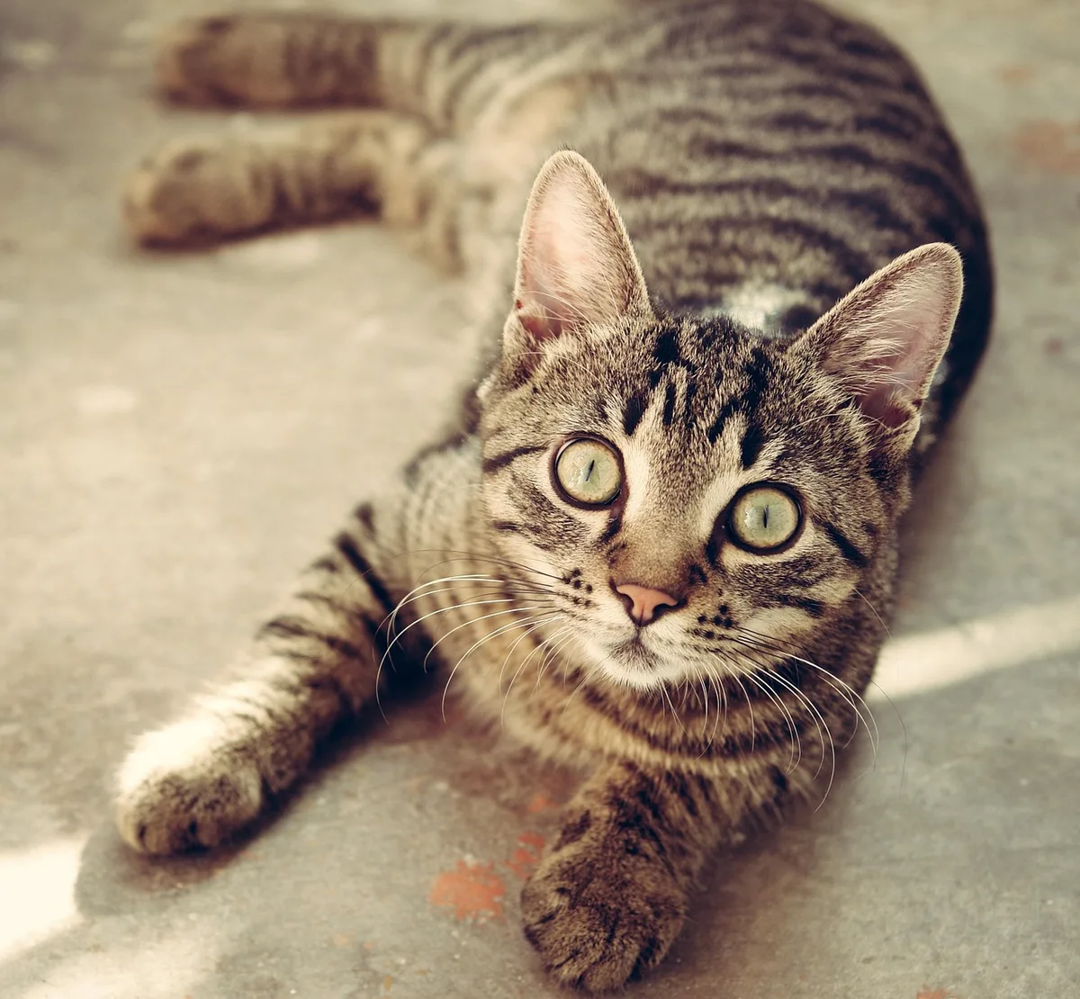 Vétérinaire examinant la peau d’un chat sur une table de consultation