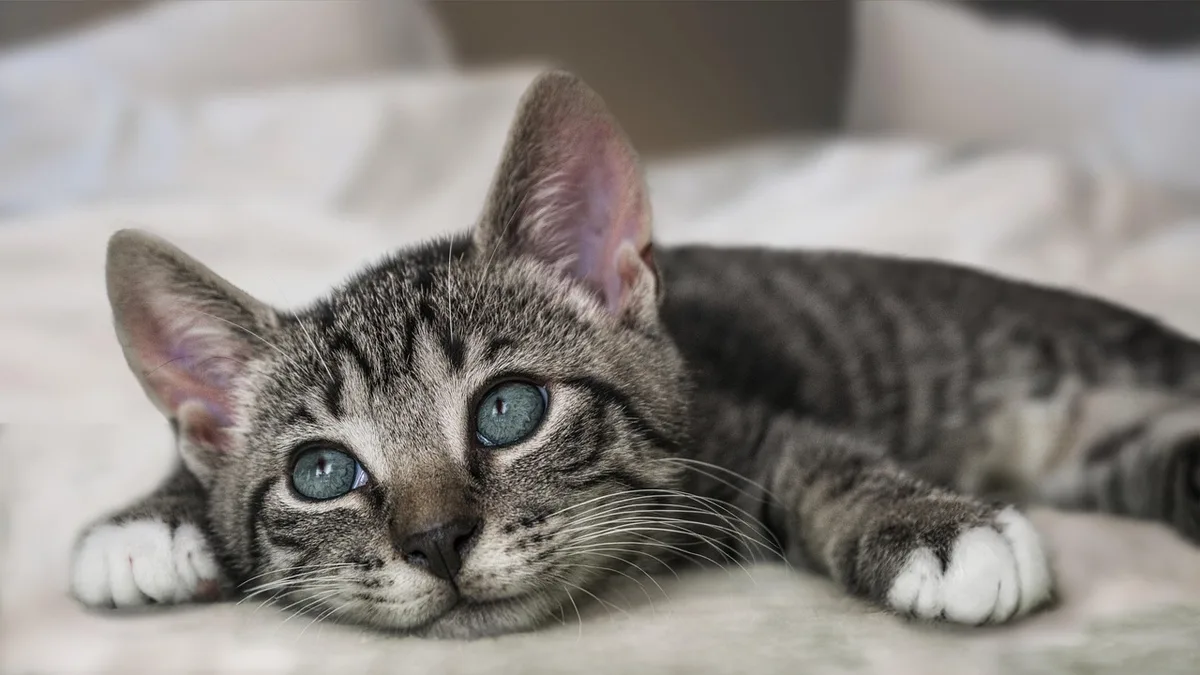 Chat près d'une litière propre montrant un comportement de miction