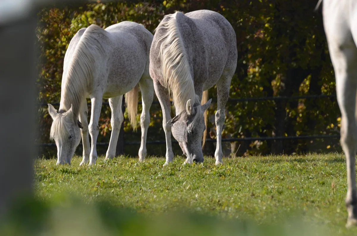 Personne ramassant des crottins dans un paddock en plein jour