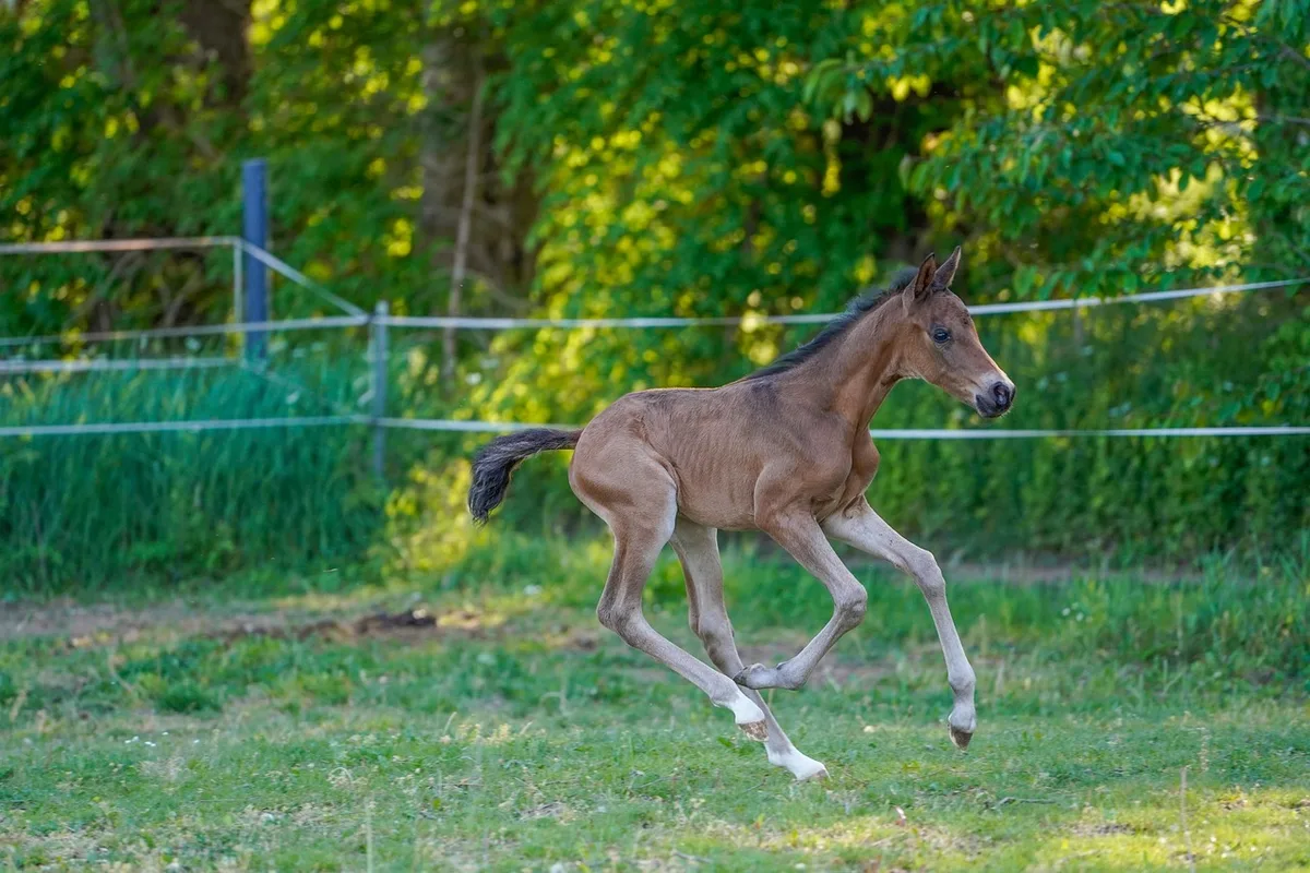Cheval au paddock observé en journée montrant son comportement naturel